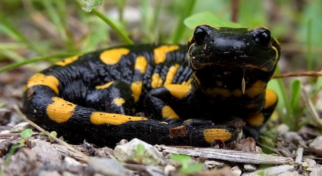 Study Humans Have Salamander-Like Ability To Regenerate Damaged Body Parts