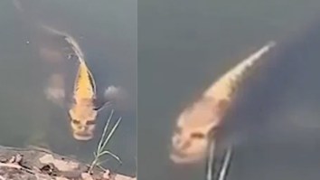 A Super Creepy Fish With A ‘Human Face’ Discovered In A Pond Is Freaking People Right The Hell Out