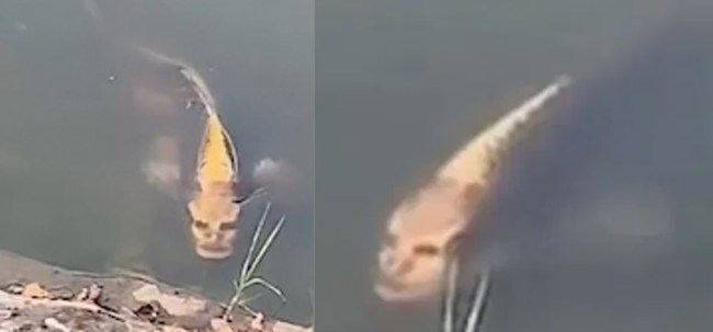 Fish With A Human Face Discovered In A Pond Is Freaking People Out