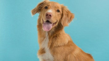 Healthy Man Died After Being Licked By His Dog