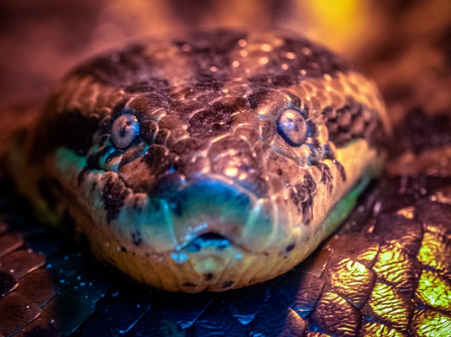 Anaconda snake close up