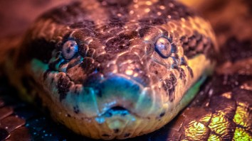 Diver Finds A 23-Foot Anaconda While Filming Underwater And He Lets The Dinosaur-Sized Snake Lick His Camera Like It’s NBD