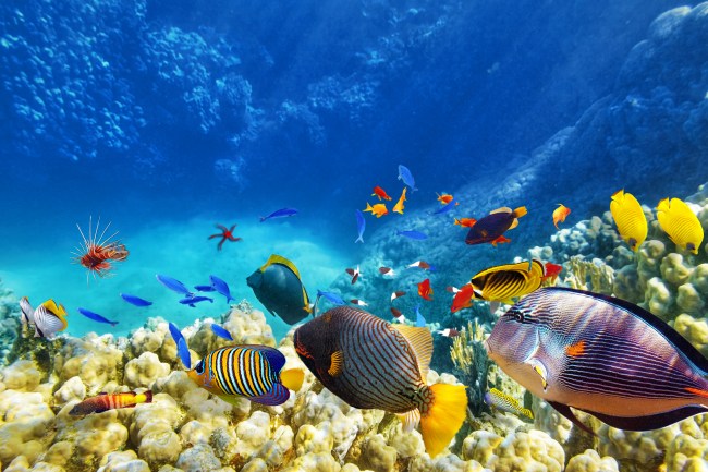 coral reef and tropical fish