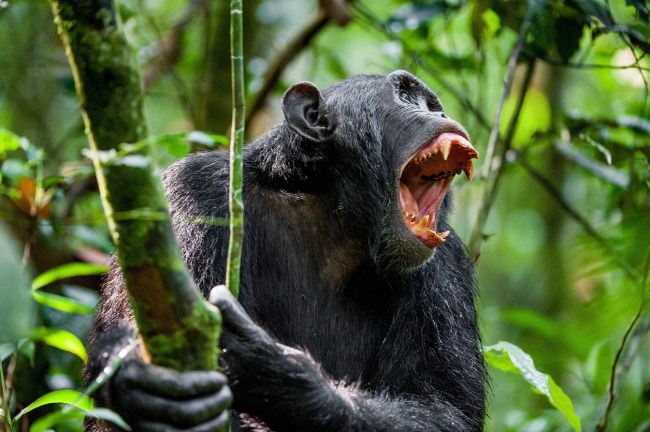 Habitat loss for chimpanzees in Uganda is causing killer chimps to steal crops and livestock, some even killing children, ripping kidneys out of their body.