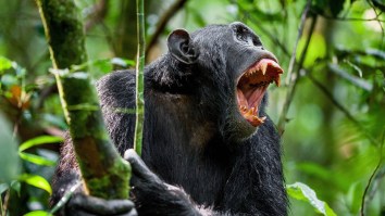 Killer Chimps Are Terrorizing Villages In Uganda And Eating Children