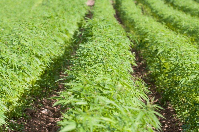 California investigators tipped off on illegal hemp production fields 100 miles north of Los Angeles and authorities destroyed 10 million cannabis plants worth $1 billion.