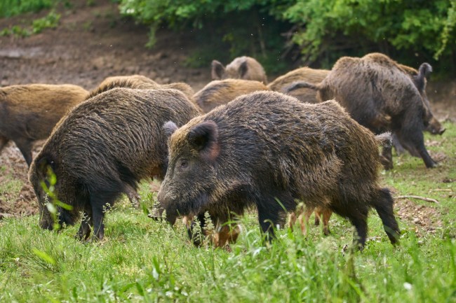 Feral hogs destroyed $22,000 of cocaine after they sniffed the drugs and dug the narcotics up.