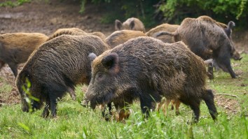 Feral Hogs Sniff Out Buried Cocaine And Destroy $22,000 Worth Of Drugs