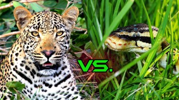 Greedy Python Thought Trying To Eat A Leopard Was A Good Idea, It Ended Very Badly For Him