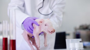 First Ever Pig-Monkey Hybrid Chimera Created In Chinese Lab
