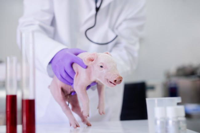 Scientists in China have created two pig-monkey chimeras in a lab for the first time ever. The pig-primate hybrids were born at the State Key Laboratory of Stem Cell and Reproductive Biology in Beijing but died within a week.