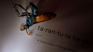 Nothing’s Disturbed Me More Today Than This Picture Of A Tarantula Hawk Wasp Eating A Massive Huntsman Spider