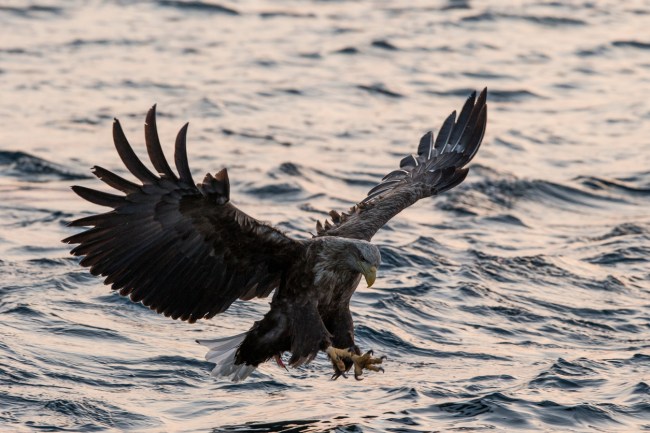 Octopus nearly kills bald eagle in Vancouver Island in Canada by drowning it until salmon farmers save the bird.