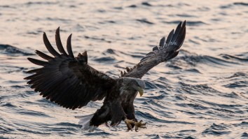 VIDEO: An Octopus Had A Bald Eagle In A Watery Death Grip But Survived Thanks To Salmon Farmers