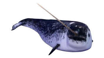 Is A Narwhal Tusk The Answer To Terrorism?