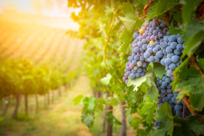napa wine grapes