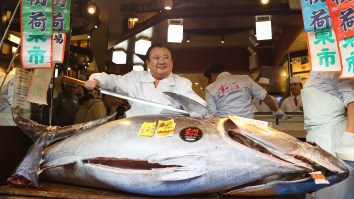 Japanese Fishing Boat Sells 608-Pound Bluefin Tuna For A Mind-Bending $1.8 Million At Auction