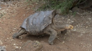 Diego The Tortoise Is Retiring After Having So Much Sex He Saved His Entire Species From Extinction