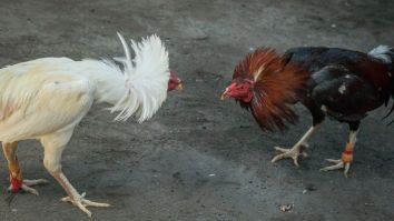 Man Killed By His Own Rooster On The Way To A Cockfight
