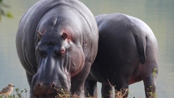Colombia Is Facing An Environmental Crisis Because Pablo Escobar’s Hippos Can’t Stop Pooping All Over The Country