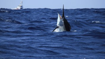 Enormous 957-Pound Black Marlin Landed In Tauranga Is The Biggest Caught In That Area In 60 Years