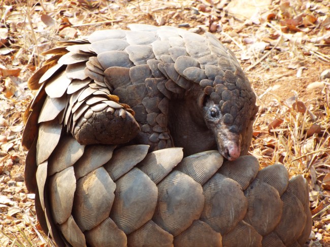 Pangolins are possible hosts of coronavirus, a study led by South China Agricultural University has found.