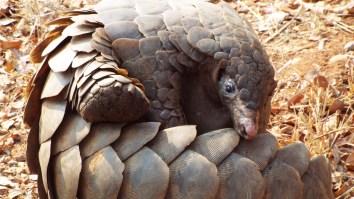 Coronavirus Update: 37,198 Cases, First American Death, China Says Virus Spreads From Pangolins