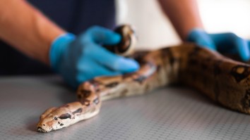 Somehow This Snake Ate An Entire Beach Towel And Even More Amazing Is Watching A Vet Extract The Beach Towel