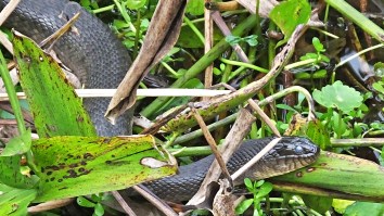 Part Of A Florida City Was Shut Down For An Annual ‘Snake Orgy’