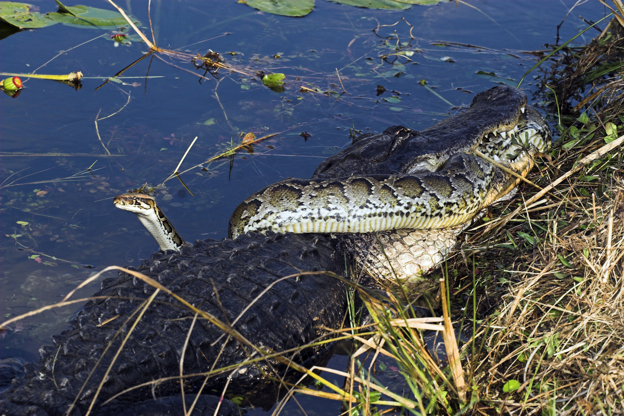 Alligator Devours Burmese Python In Battle For Florida's Everglades