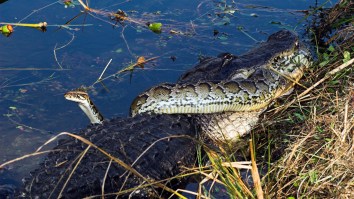 Alligator Devours Burmese Python In Battle For Florida’s Everglades