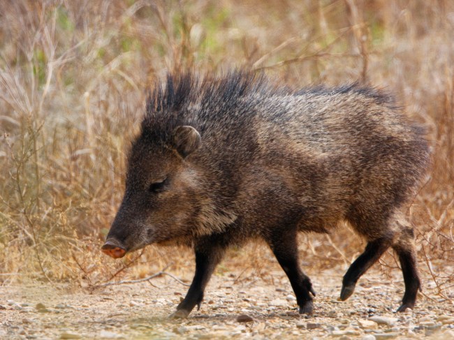 Javelina peccary found in the desert of Texas.
