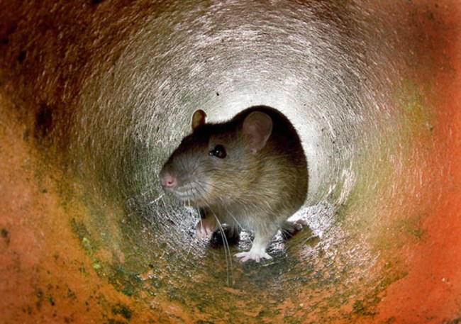 What is the hantavirus, is it deadly, what are the symptoms, could it cause a pandemic like the coronavirus?
