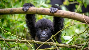 Africa’s Endangered Gorillas Could Be In Serious Danger From The Coronavirus Because Tourists Are Idiots
