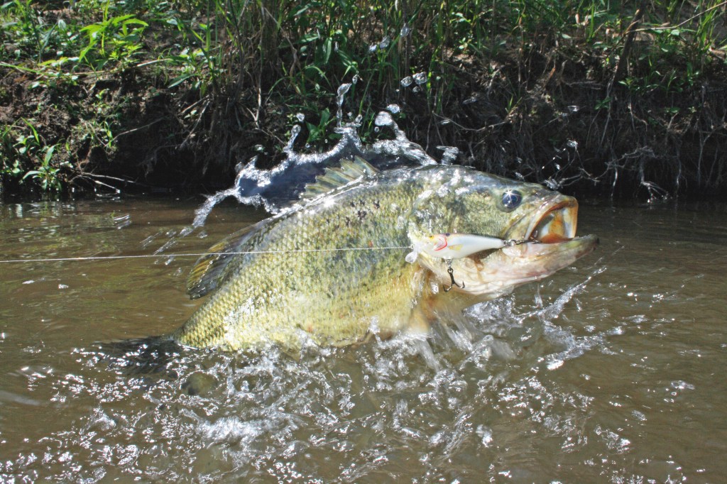 TWO 14-Pound Largemouth Bass Caught In One Week Because Everything Is Bigger In Texas