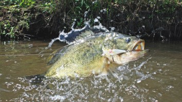 TWO 14-Pound Largemouth Bass Caught In One Week Because Everything Is Bigger In Texas