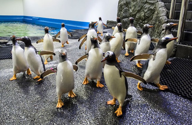 penguins roaming closed shedd aquarium chicago