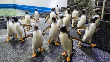 These Videos Of Penguins Roaming Around A Closed Aquarium Are Exactly What The World Needs Right Now