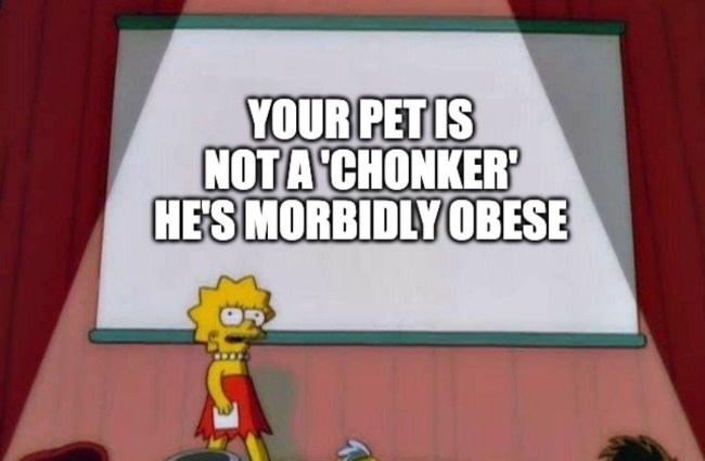 50 best memes fat pets best damn photos