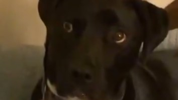 Daughter Walks In On Mom Explaining To Dog She’ll Be Staying Awhile And The Reaction Can’t Be Described
