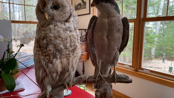 Which Of These Two Birds Of Prey, Shot By My Great-Grandmother, Do You Prefer?