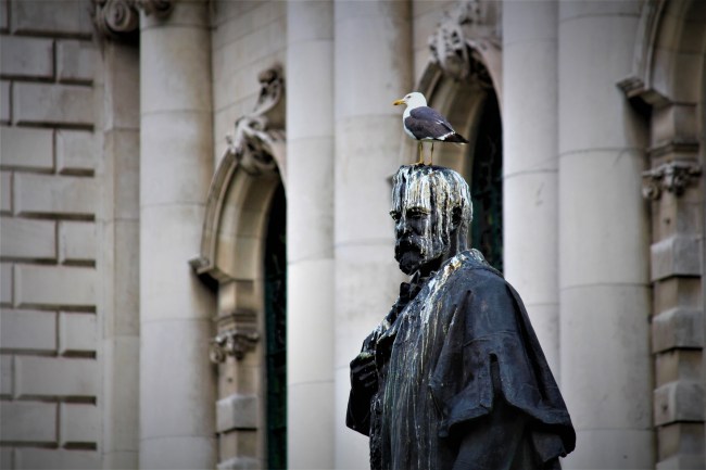 seagull pooping on statue