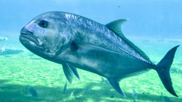Fishermen Dives Into The Water To Save His Favorite Rod After A Fish Pulled It Right Out Of His Hands