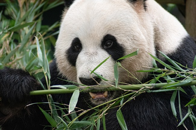 Congrats On The Sex Two Giant Pandas Successfully Mate During Lockdown 2727