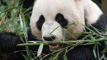 Congrats On The Sex: Two Giant Pandas Successfully Mate During Lockdown After A Decade Of Trying