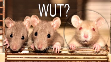 Scientists Built Biological Robots Called ‘Spinobots’ Using A 3D-Printed Skeleton Powered By Spines Of Rats