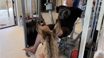 Arnold Schwarzenegger Finds A New Workout Buddy During Quarantine – His Pet Donkey