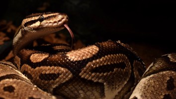 Sensing Freedom, Huge Pet Python Goes Rogue, Bites Owner And Wraps Itself Around Her In A Flash