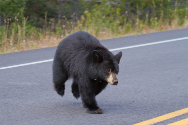 Black Bear Crossing Road