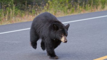 Black Bear Has Hilarious Reaction After Getting Caught Trying To Steal A Mercedes